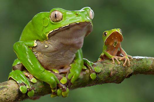 2 kambo frogs