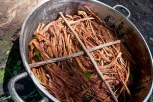 ayahuasca-ready for cooking